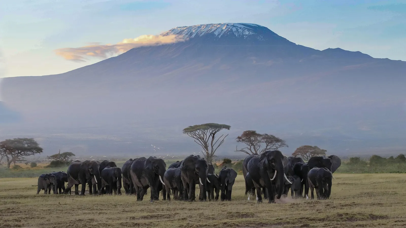 An elephant herd beneath Kilimanjaro in Amboseli, Kenya