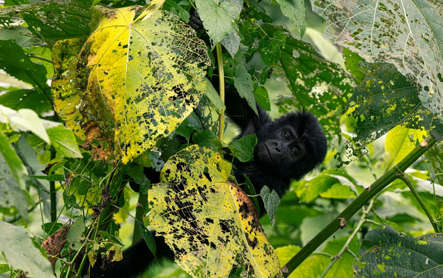Dense green undergrowth inside Bwindi Impenetrable Forest, Uganda