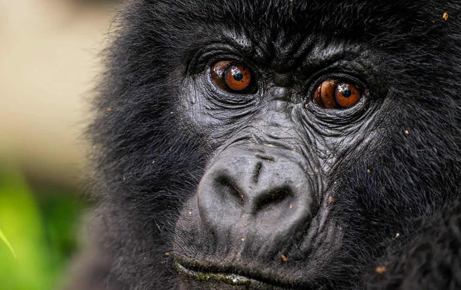 A mountain gorilla in thick forest undergrowth, Bwindi, Uganda