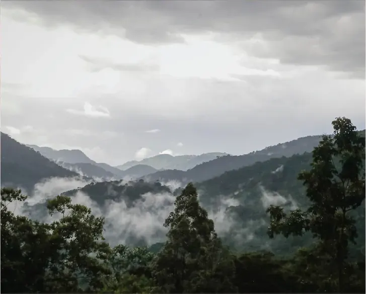 Mist lying across the forested ridges of Bwindi Impenetrable National Park, Uganda