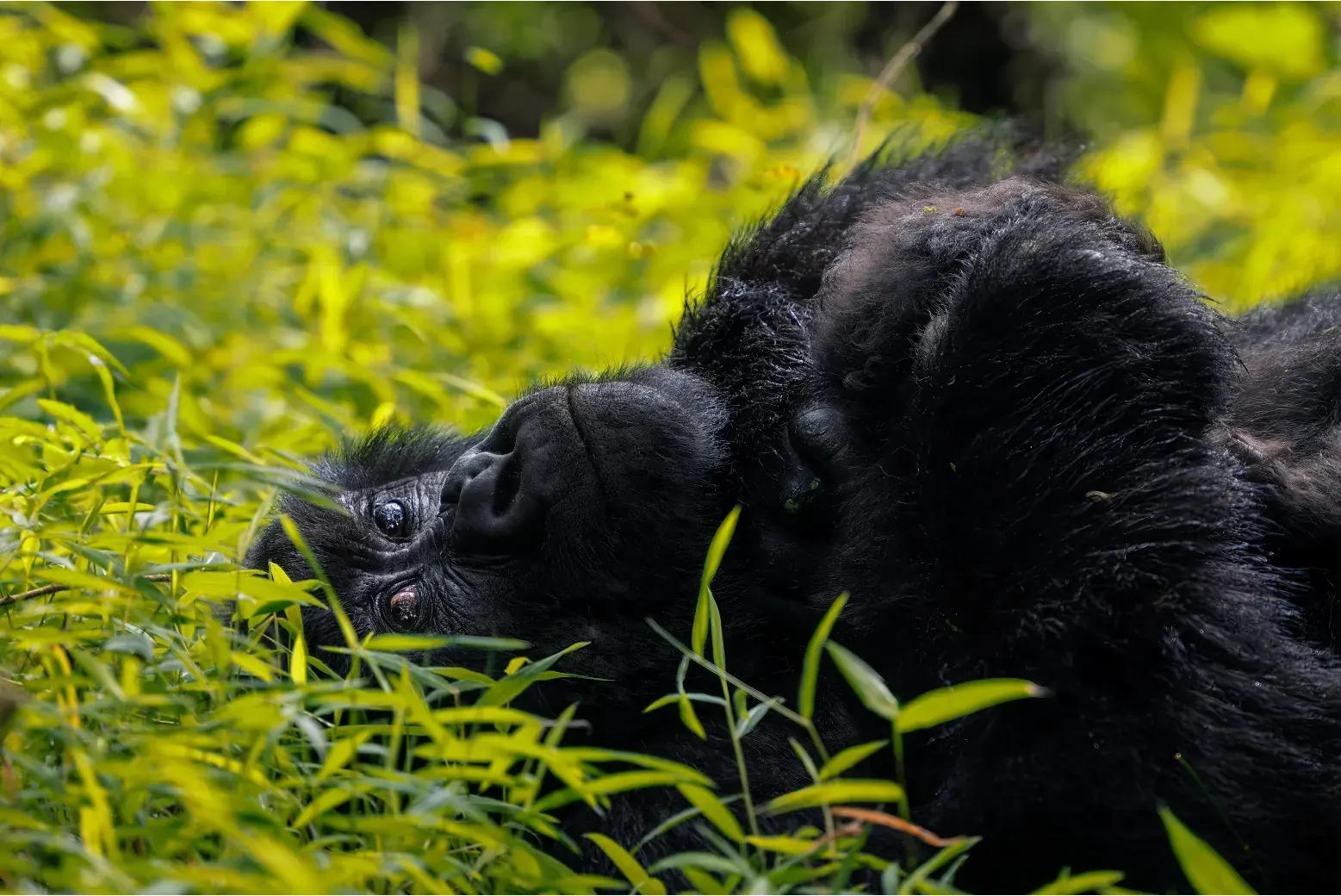 A mountain gorilla feeding on vegetation in Bwindi Impenetrable National Park