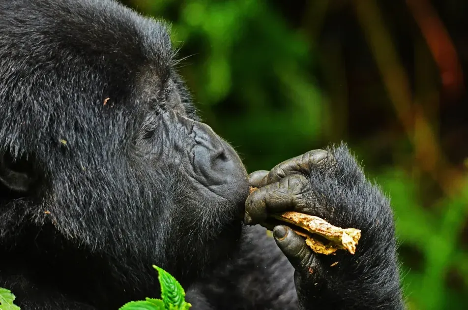 A silverback mountain gorilla in Bwindi Impenetrable National Park