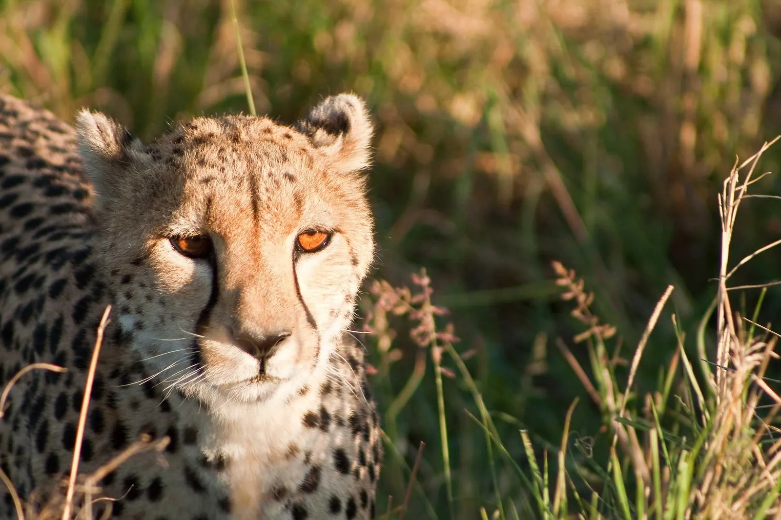 A cheetah on a termite mound in the Masai Mara, Kenya