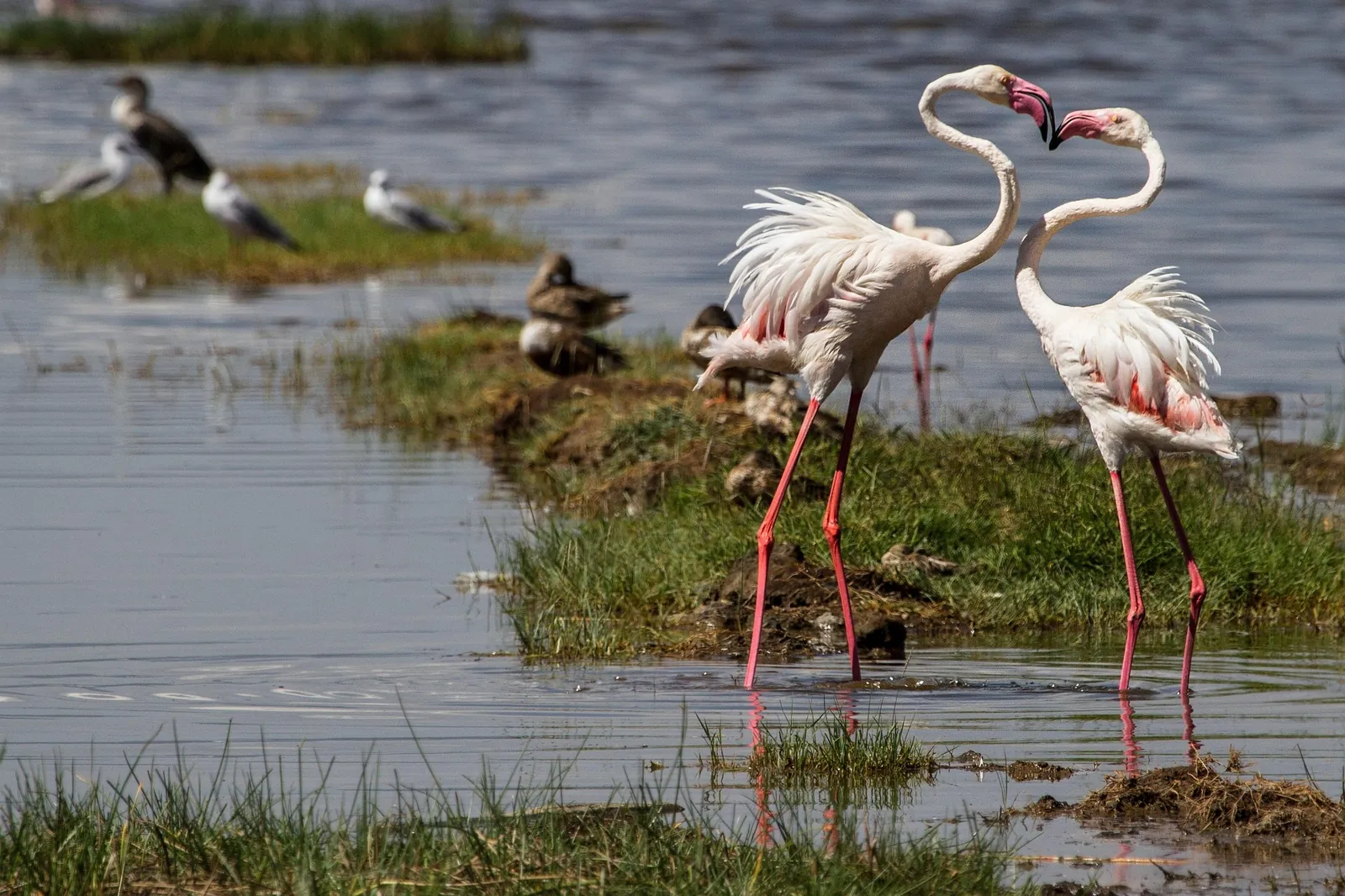 Flamingos along the shoreline of Lake Nakuru, Kenya