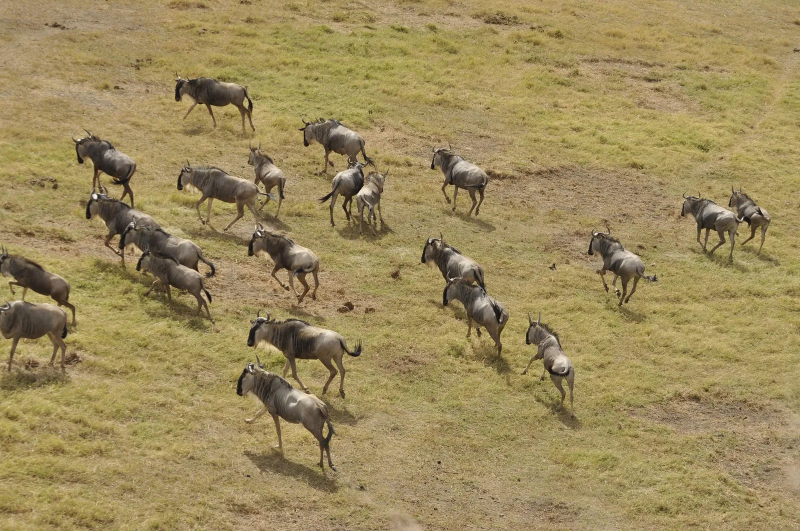 Wildebeest herds spread across the plains of the Masai Mara during the Great Migration