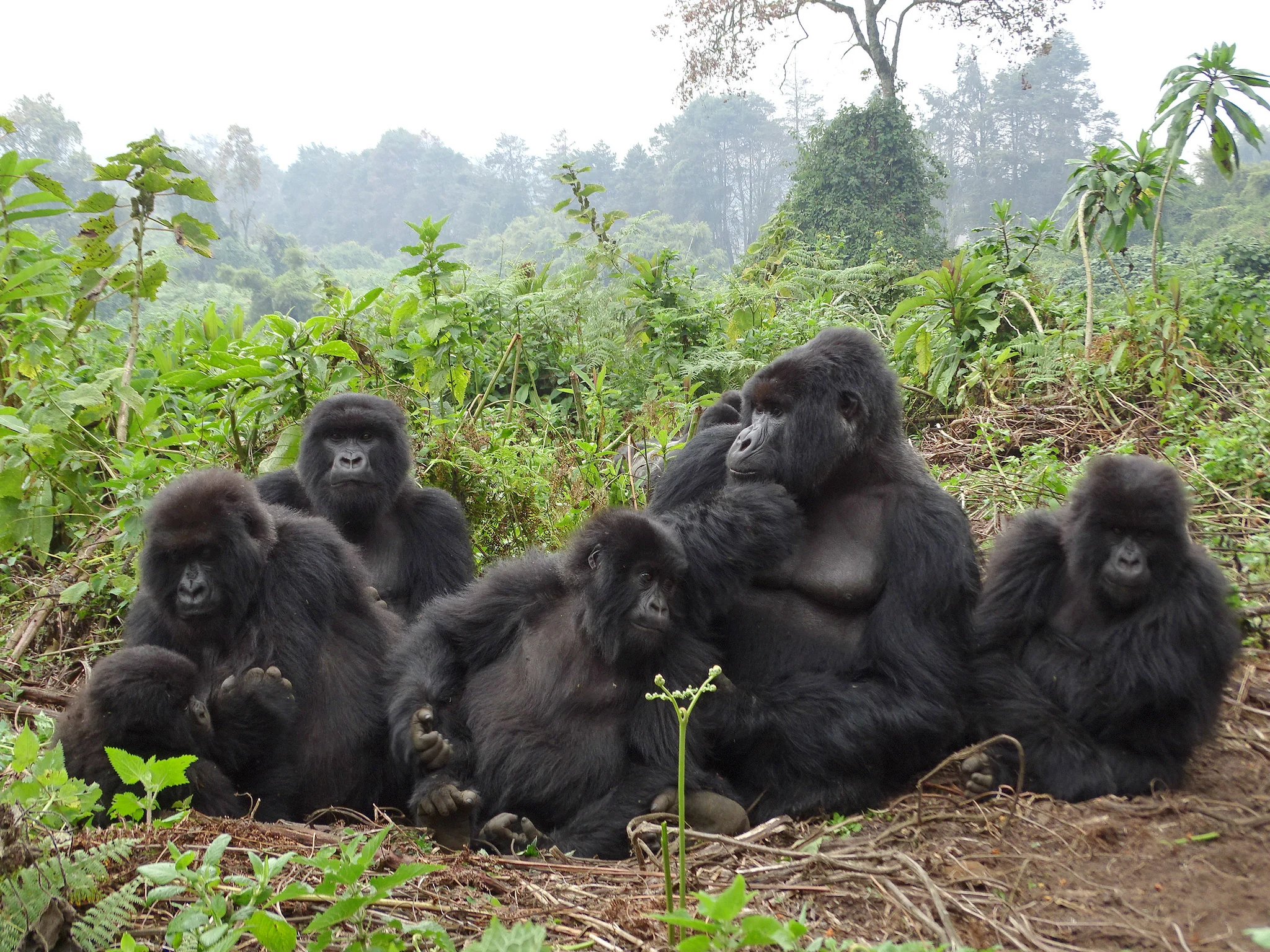 A mountain gorilla family group in Volcanoes National Park, Rwanda