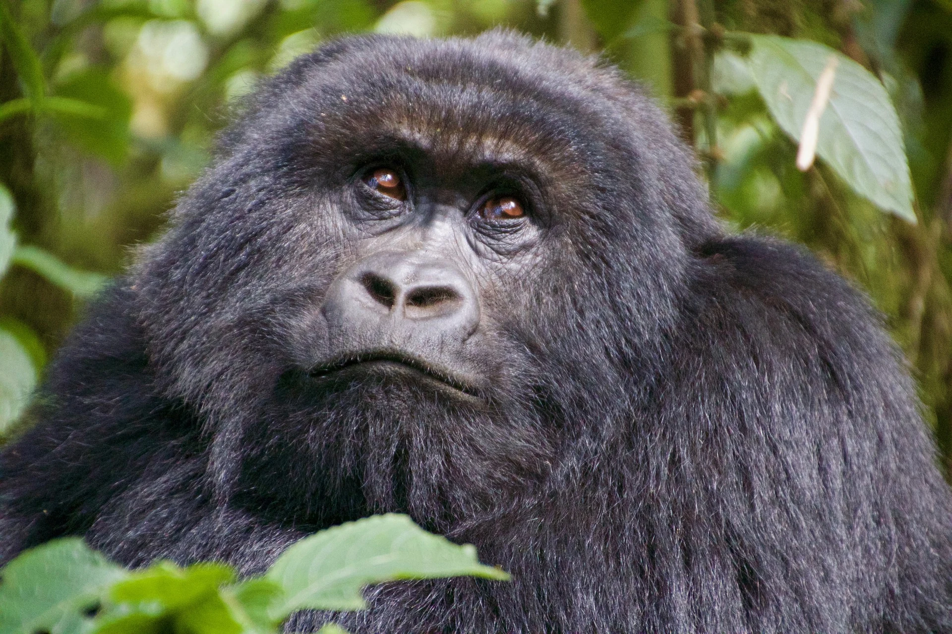 A mountain gorilla in Volcanoes National Park, Rwanda