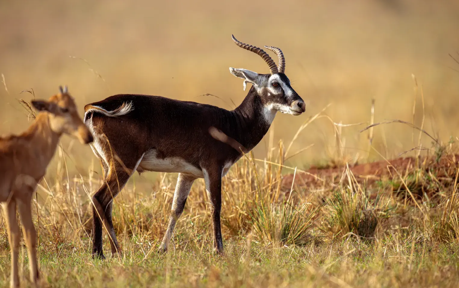 Uganda kob on grassland in Queen Elizabeth National Park
