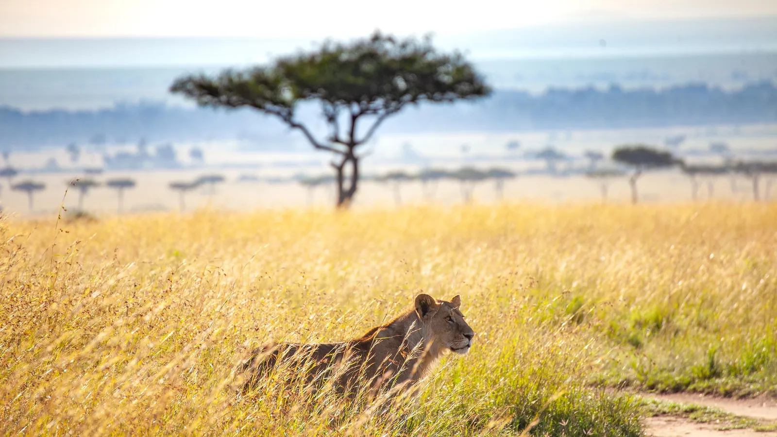 Wide savannah landscape with scattered acacia trees in Kenya