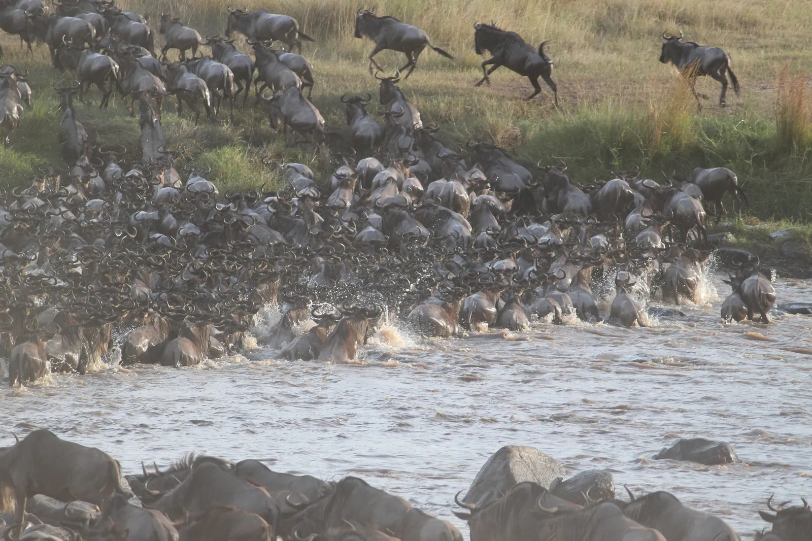 Wildebeest crossing the Mara River during the Great Migration